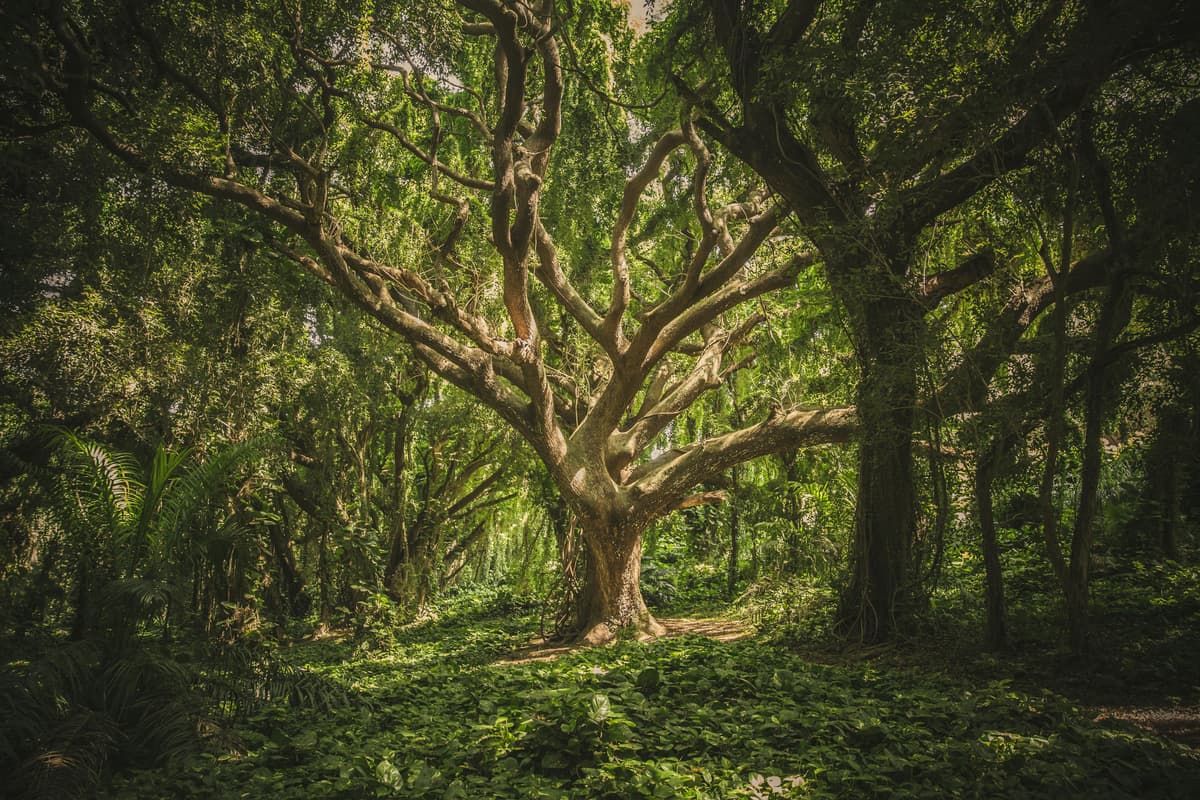 Family Legacy Tree